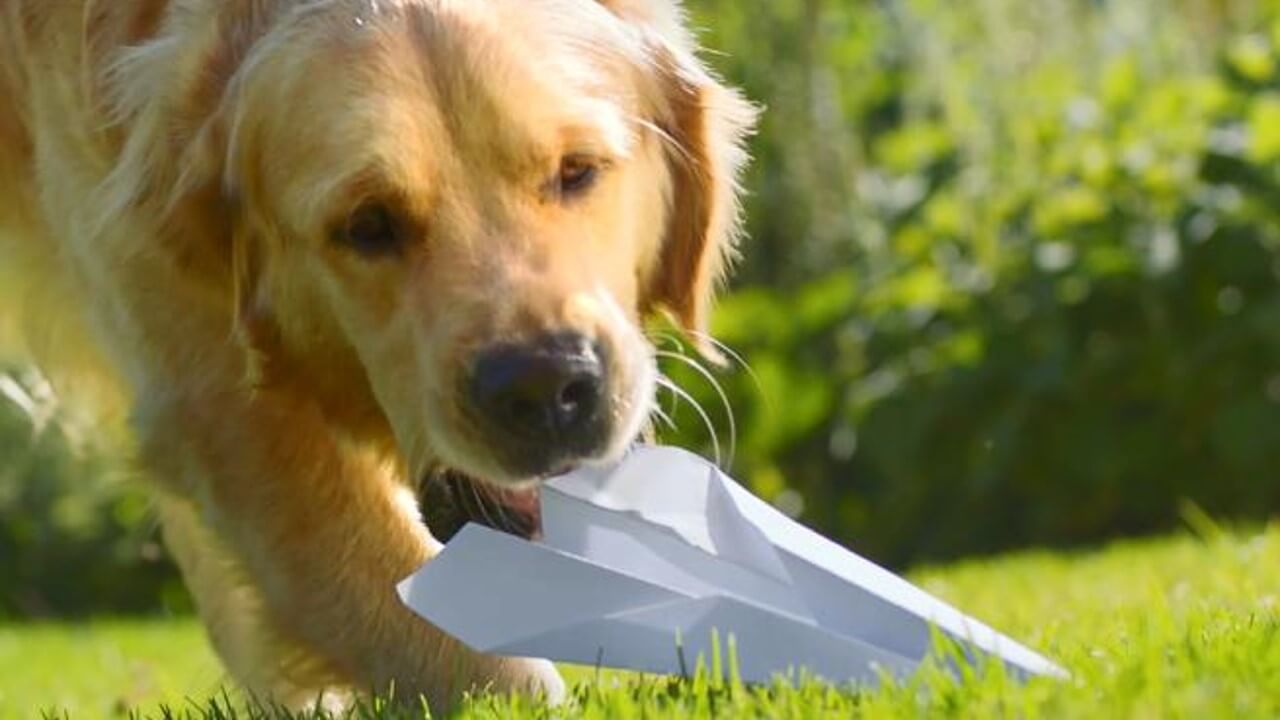 hond met papieren vliegtuigje