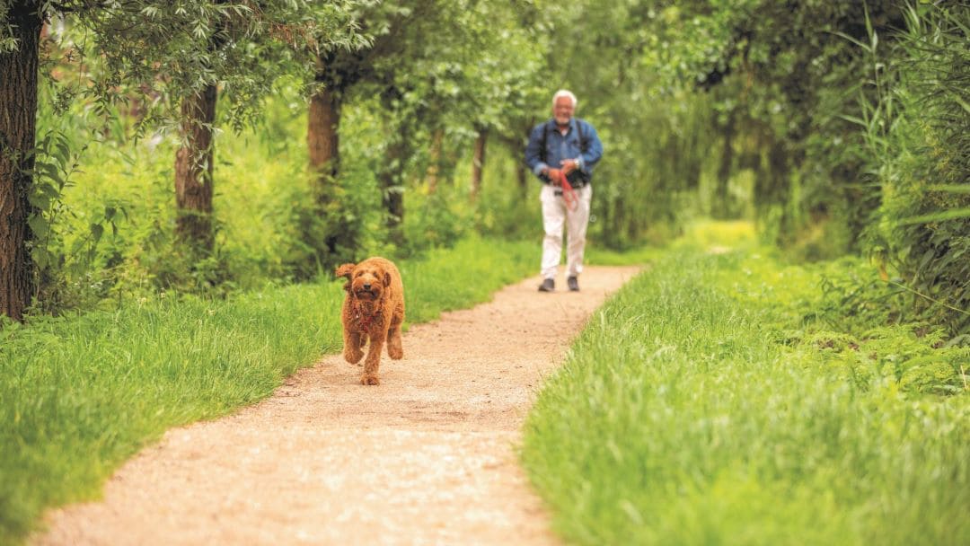 man wandelt met hond in het park
