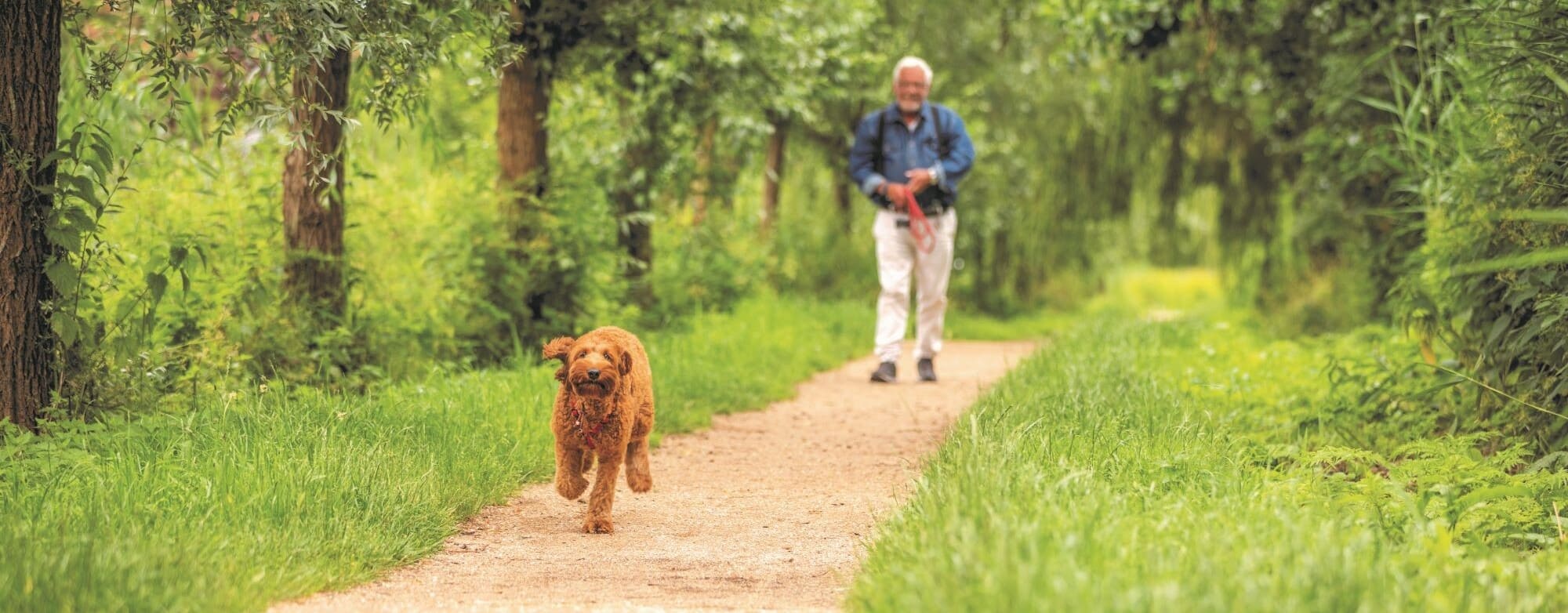 man wandelt met hond in het park