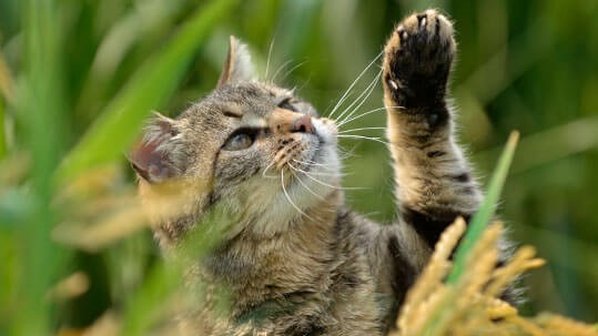 Cyperse kat in het lange gras