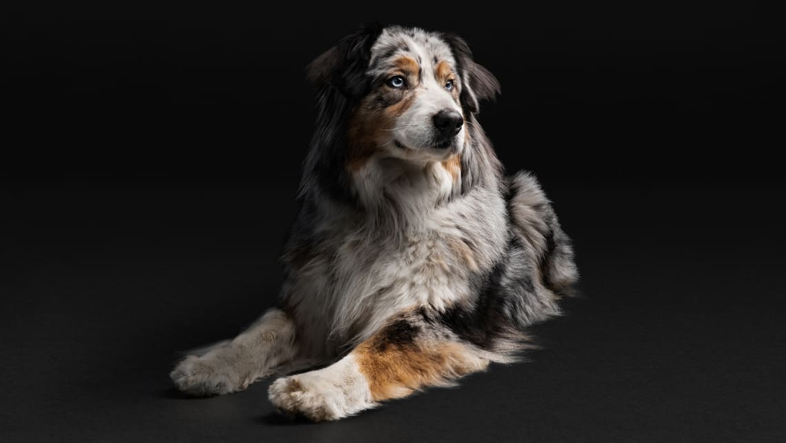 PRO PLAN hond australian sheppard liggend