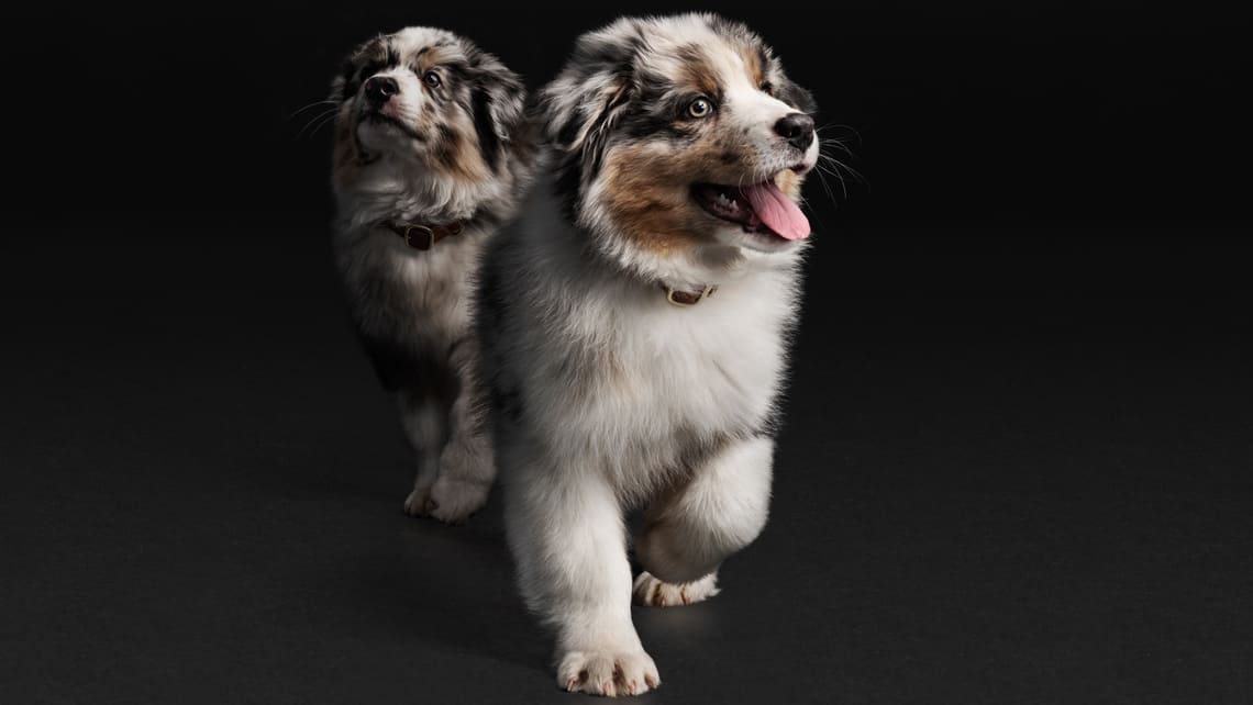 PRO PLAN Puppy Australian Sheppard 
