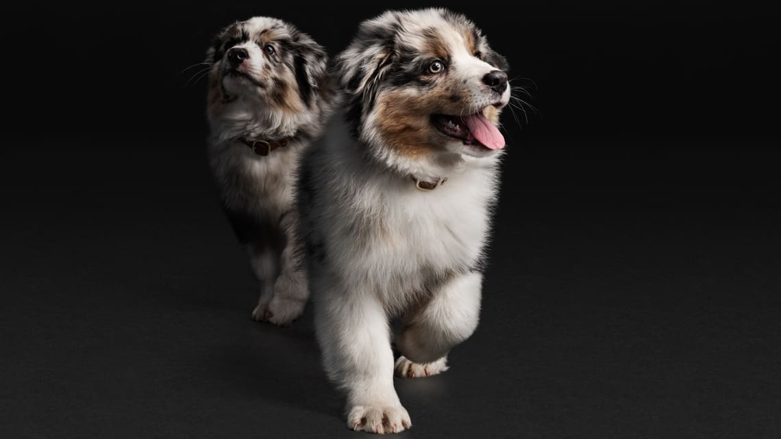 PRO PLAN Puppy Australian Sheppard ​