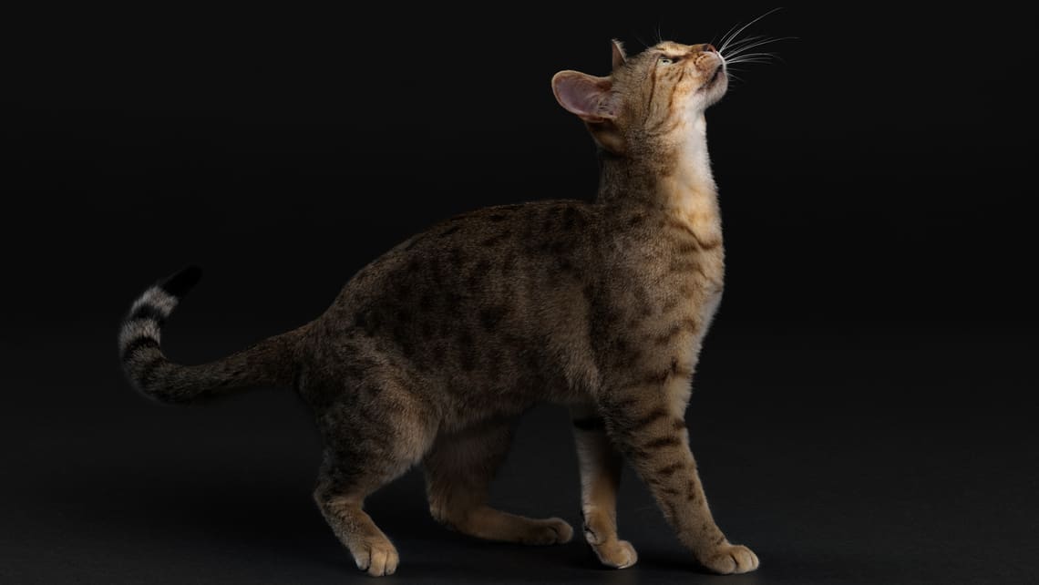 PURINA PRO PLAN kattenvoer​