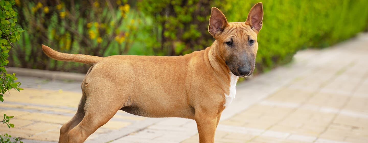 Hond in een tuin