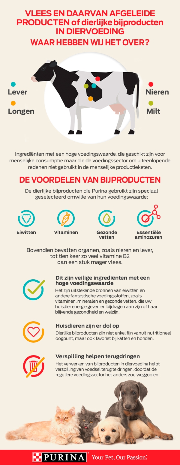 Infographic over dierlijke bijproducten in diervoeding