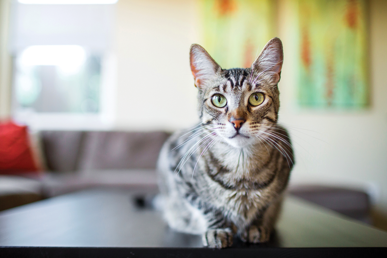 Een kat liggend op een salontafel in een woonkamer