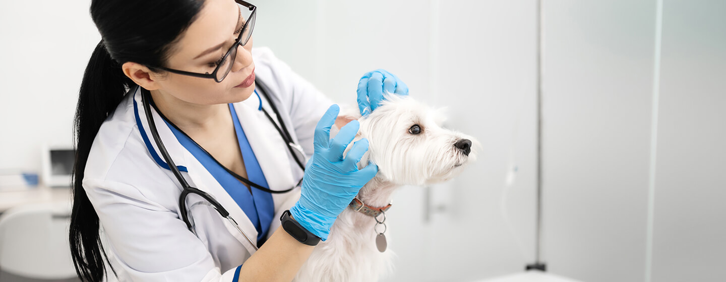 Dierenarts controleert de oren van de hond