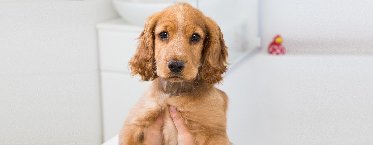 puppy wordt boven een bad gehouden