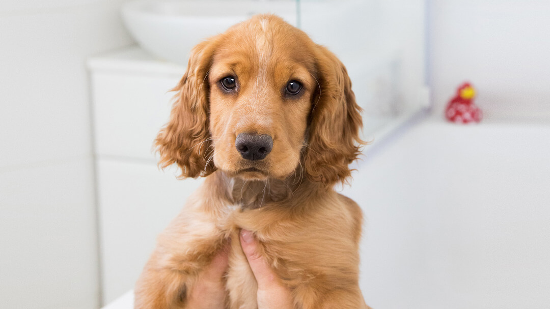 puppy wordt boven een bad gehouden