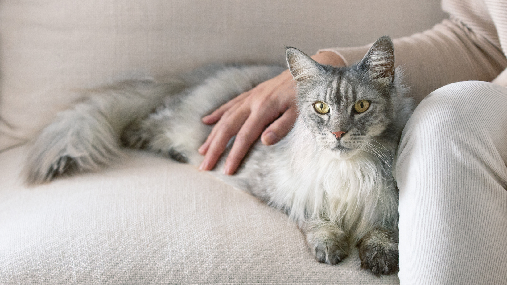 Een langharige grijze kat ligt op een bank met de hand van zijn baasje op zijn rug