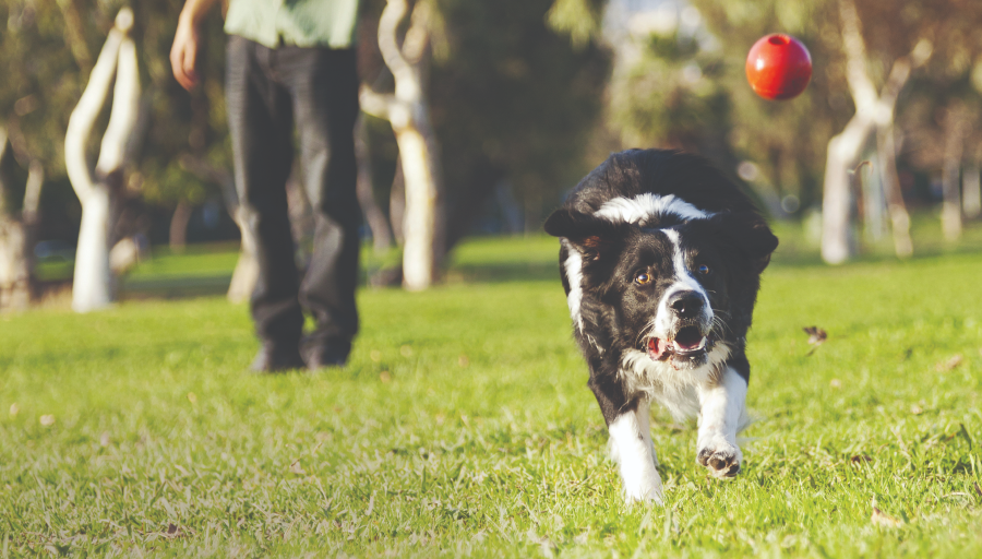 Border Collie achtervolgt een rode bal over een grasveld