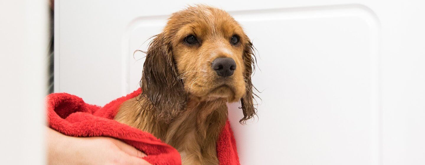 Natte puppy wordt gedroogd met een rode handdoek