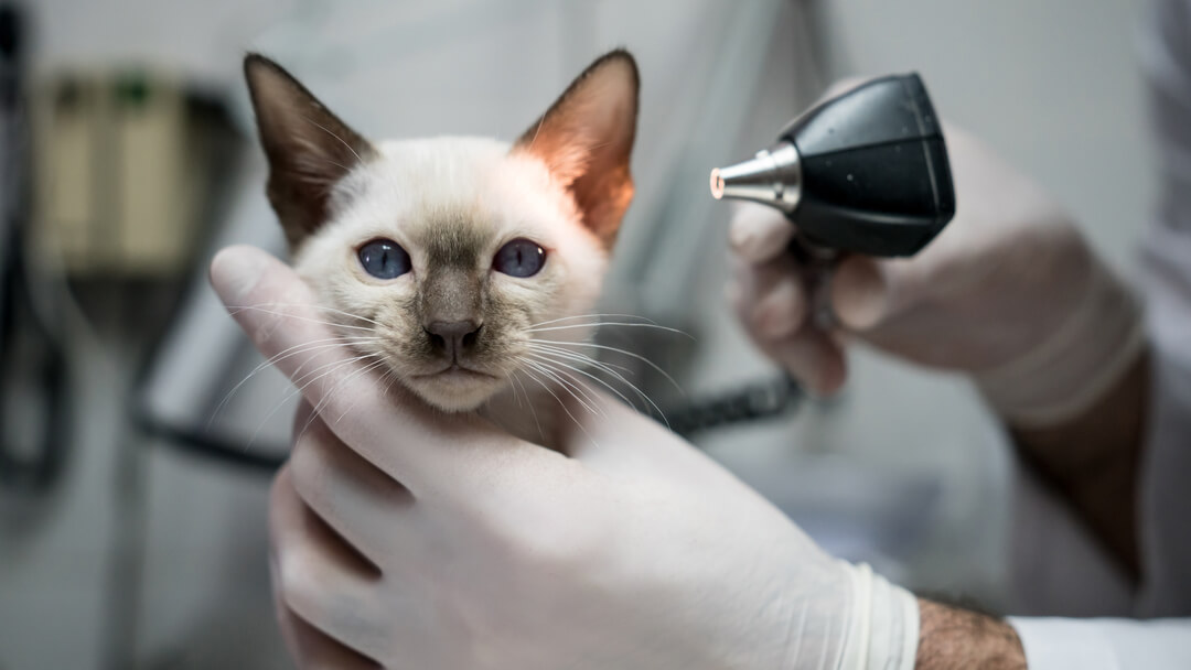 De oren van de kat worden geïnspecteerd.