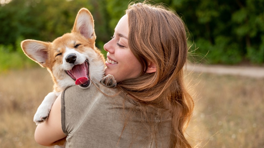 Corgi zit in de hand van de eigenaar