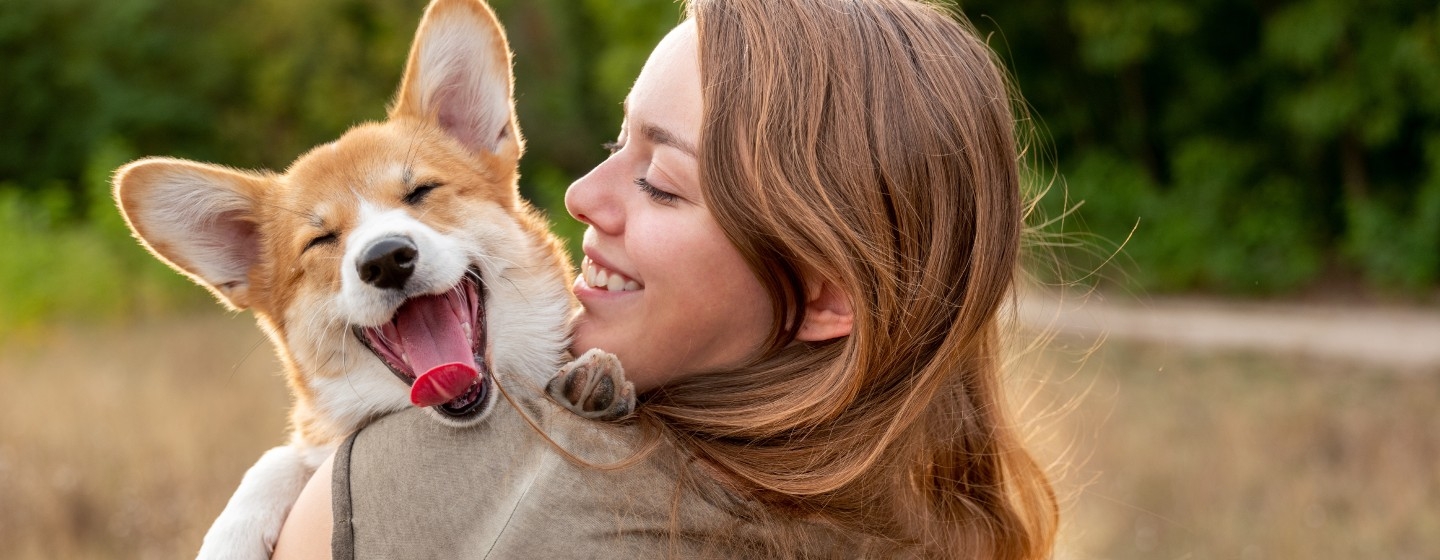 Corgi zit in de hand van de eigenaar