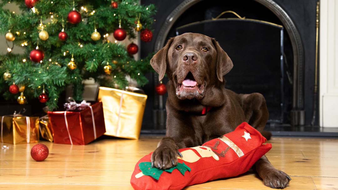 hond bij kerstboom