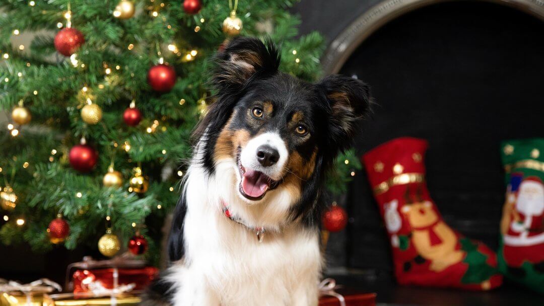 Zwart-witte hond poseert voor kerstboom