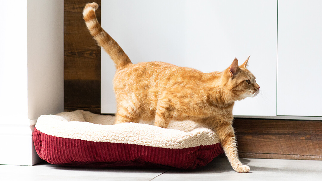 Ginger kat stapt uit kattenbed