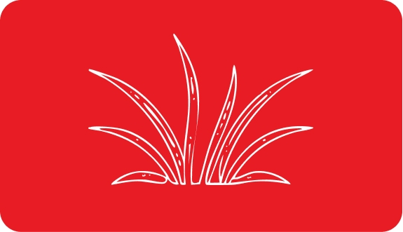 Zeegrasvelden
