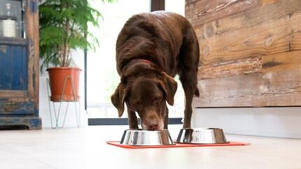 chocolade labrador eten uit kom