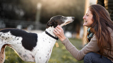 Zwart-witte Whippet hond die wordt gestreeld door de eigenaar