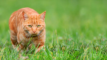jagende kat in gras