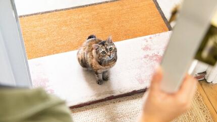 Donkerbruine kat zit voor de deur