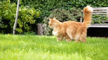 Pluizige gemberkat in de tuin.