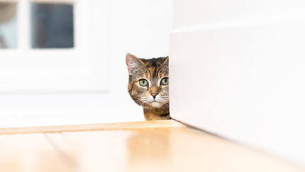 kat kijkt trap omhoog