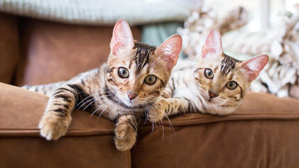 Twee katten die op de bank liggen