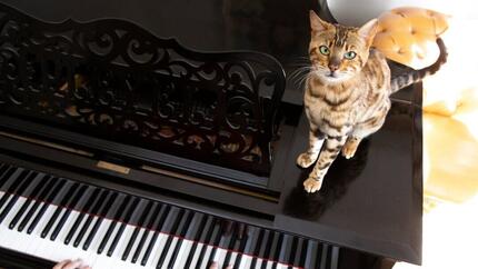 Houden katten van muziek?