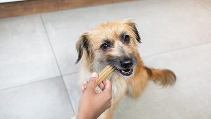 Bruine hond is aan het kauwen op een Dentalife kauwstaaf