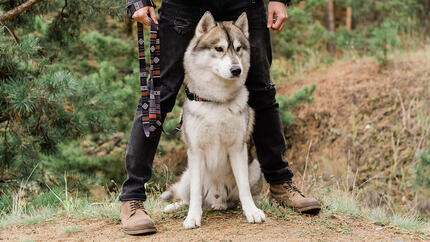 Hond die met eigenaar in het bos is