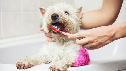 kleine witte hond waarvan de tanden worden gepoetst