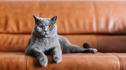 grijze kat op bruine bank
