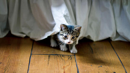 kitten verstopt onder deken