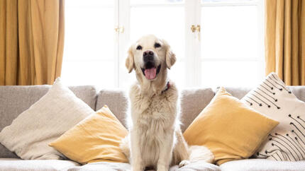 oude retriever hond zit op een bank