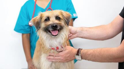 Lichtbruine hond met tong uit die op dierenartsentafel ligt.