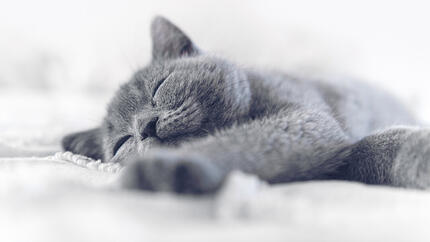 slapende kitten in mand