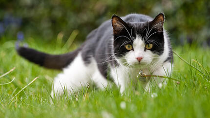 kat sluipt door het gras