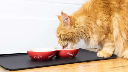 Kat eten uit rood bakje