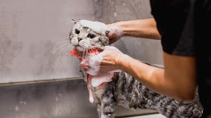 kat gewassen in bad