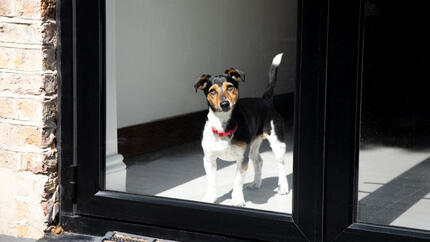 Jack Russell Terriër met rode halsband kijkt uit raam.