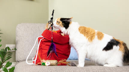 kat ruikt aan kattenkruid