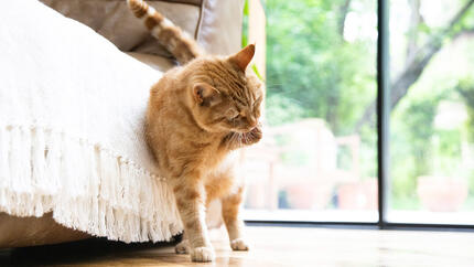 rode kater likt poot