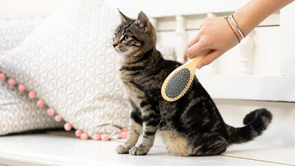 kitten vacht kammen