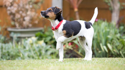 blije puppy buiten op het gras