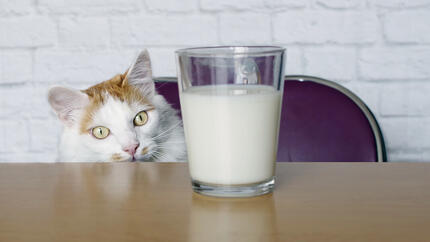 kat naast glas melk