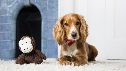 Bruine Cocker Spaniel ligt naast hondenspeeltje